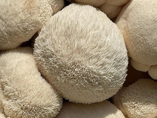 Brain-Boosting Benefits of Lion's Mane Mushroom
