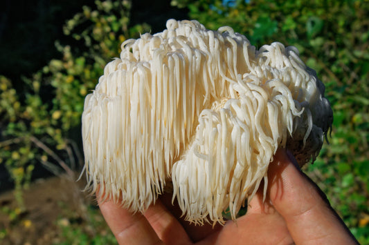 Reconnecting with Nature: The Healing Power of Fungi for Mental Health
