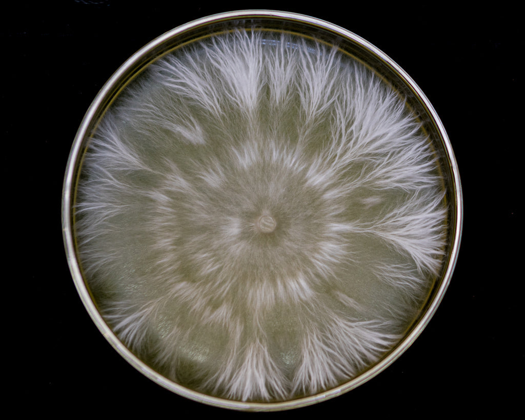 mycelium under microscope