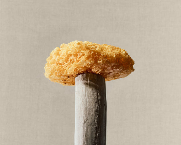 Tremella