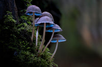 The Intelligent Life of Fungi