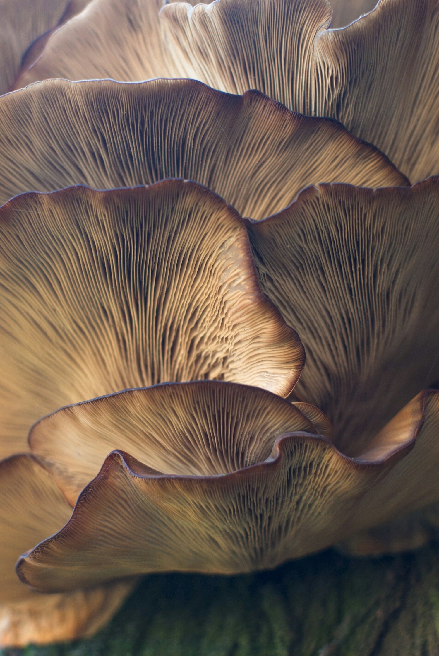 Are Mushroom Supplements Worth It?