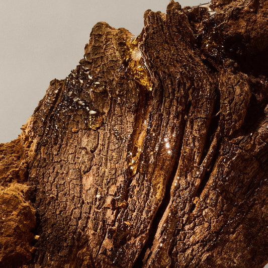 Healing from Within: The Benefits of Functional Mushrooms for Immunity