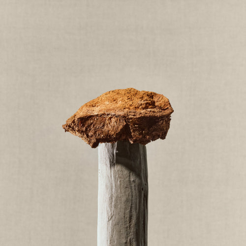 The Ancient Wisdom of Fungi