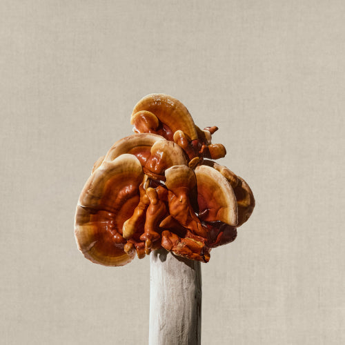 The Power of Mushrooms for Better Sleep: A Natural Remedy