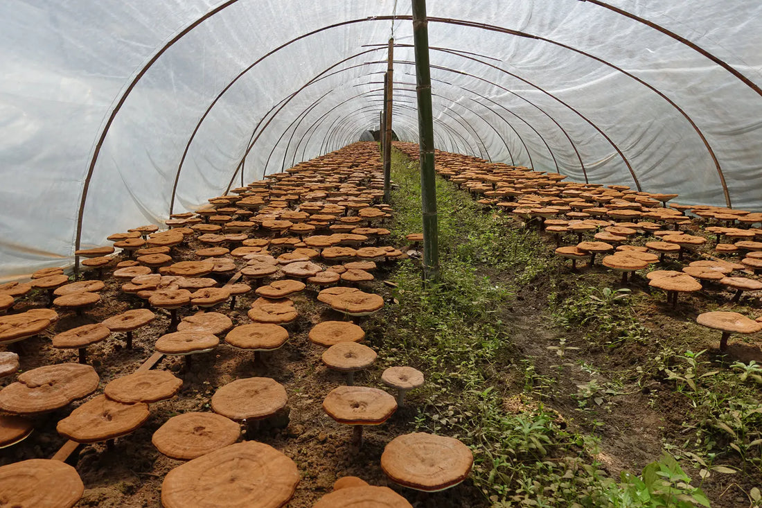 Functional Mushrooms and the Environment: Why Fungi Are the Future of Sustainability