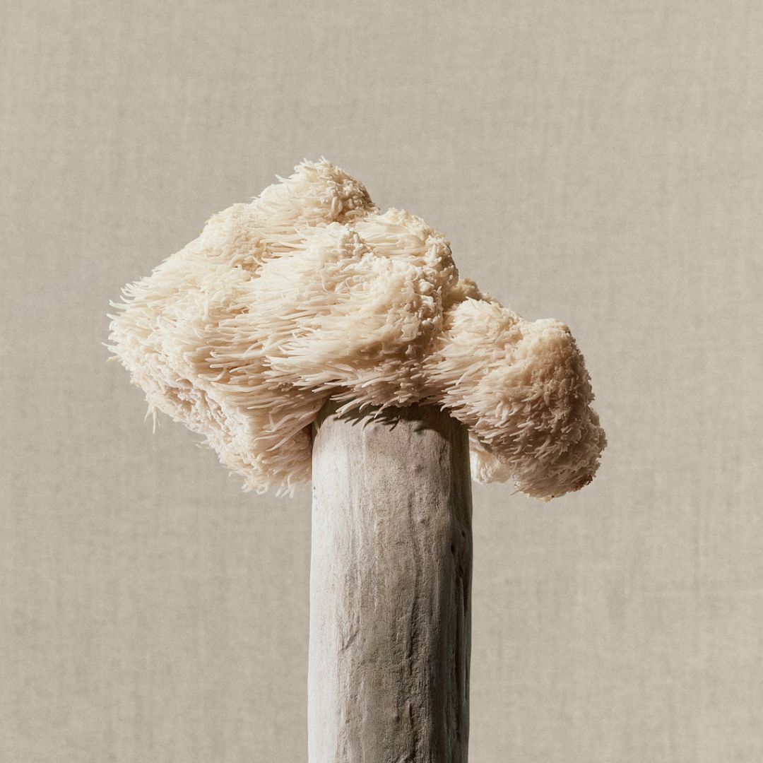Lion's Mane (FILLED tin)